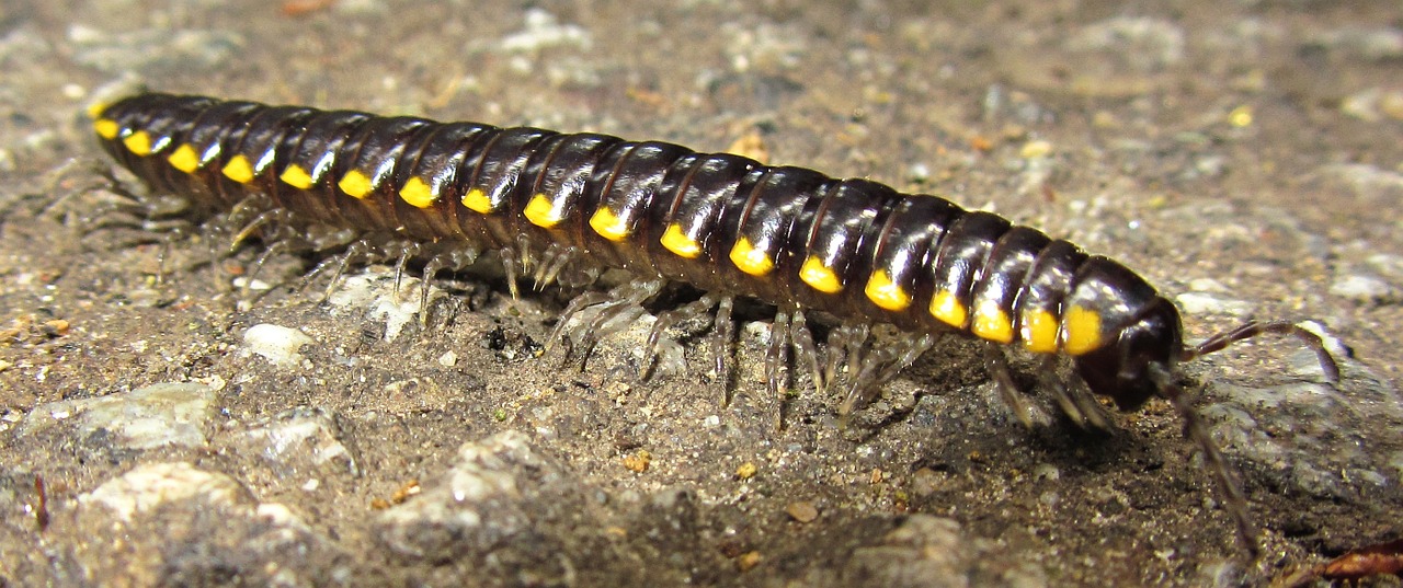 insect centipede animal free photo