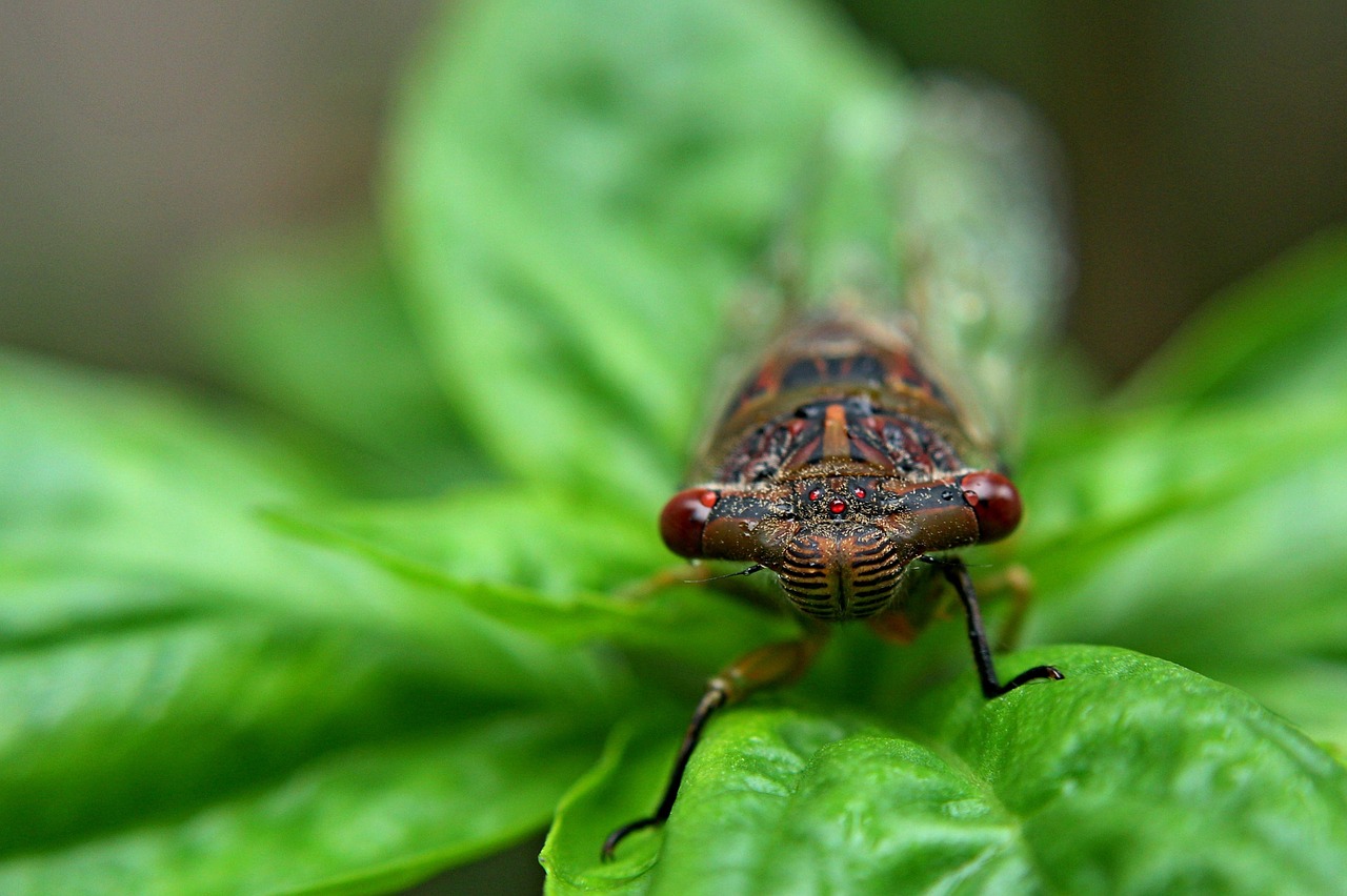 insect bug natural free photo