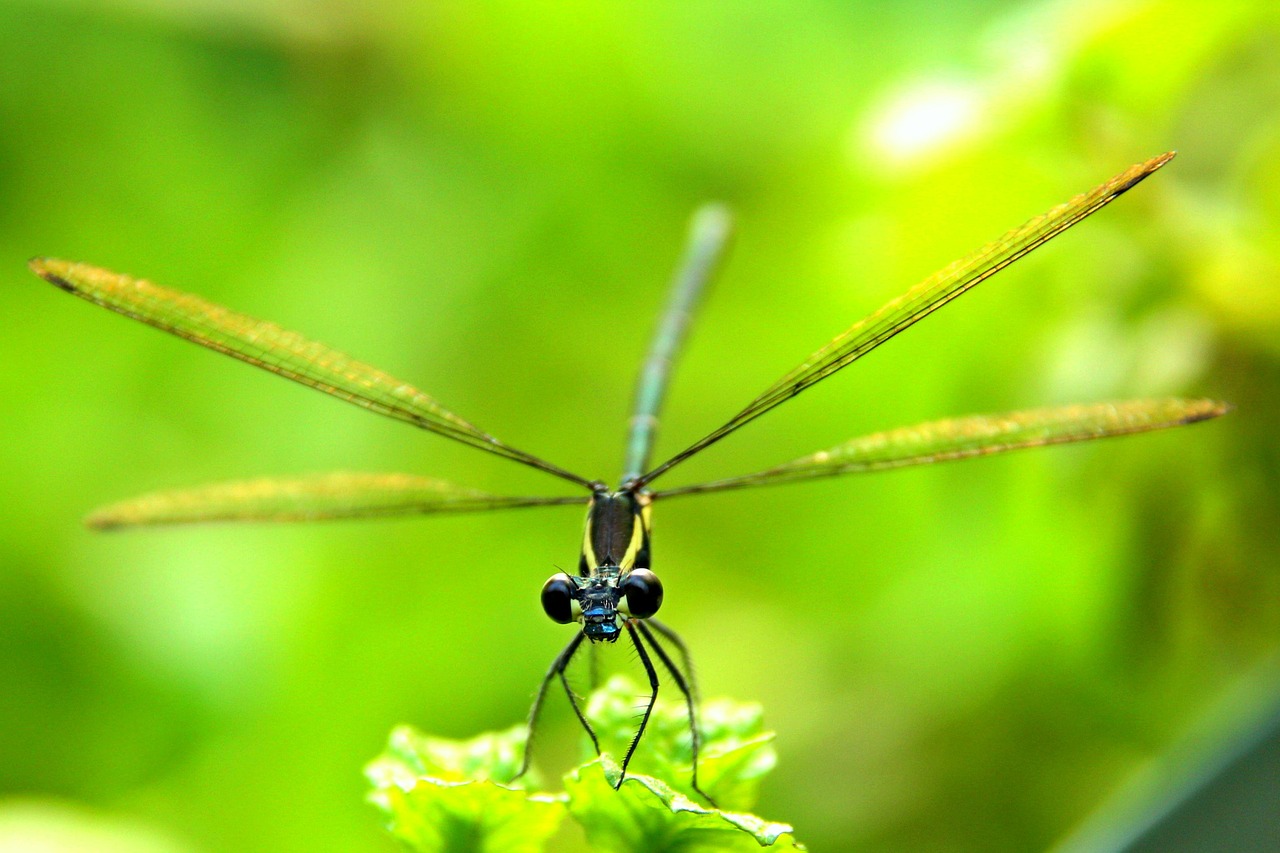 insect bug natural free photo