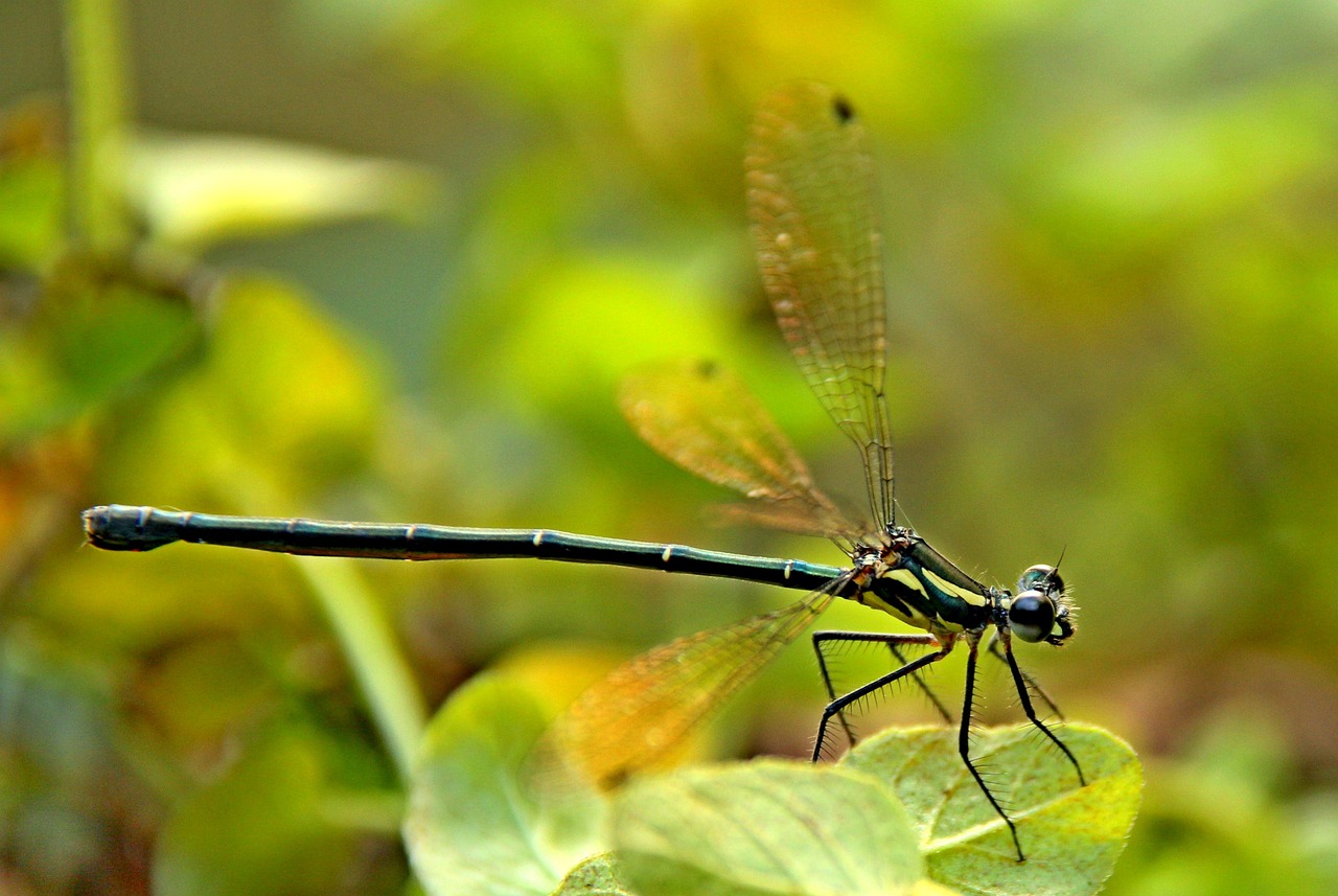 insect bug dragonfly free photo