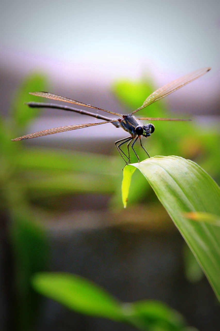 insect bug dragonfly free photo