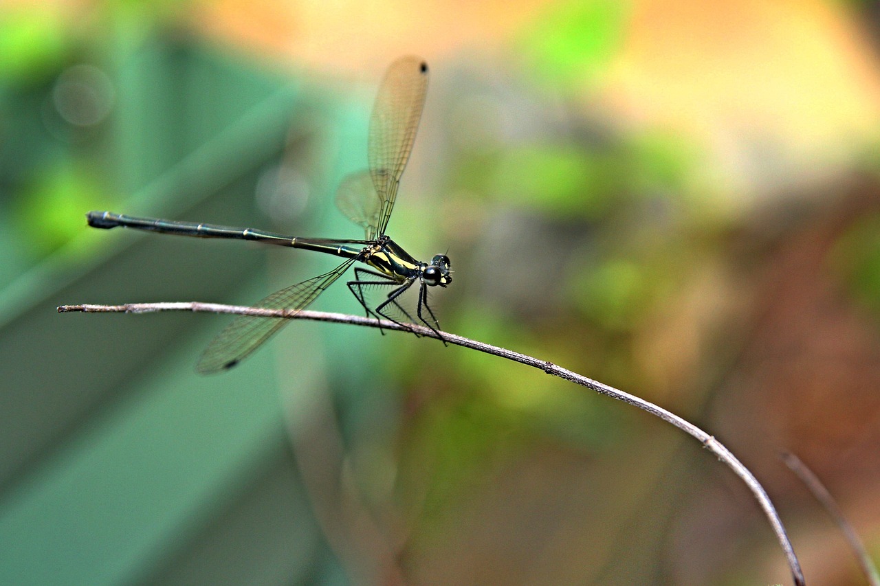 insect bug dragonfly free photo