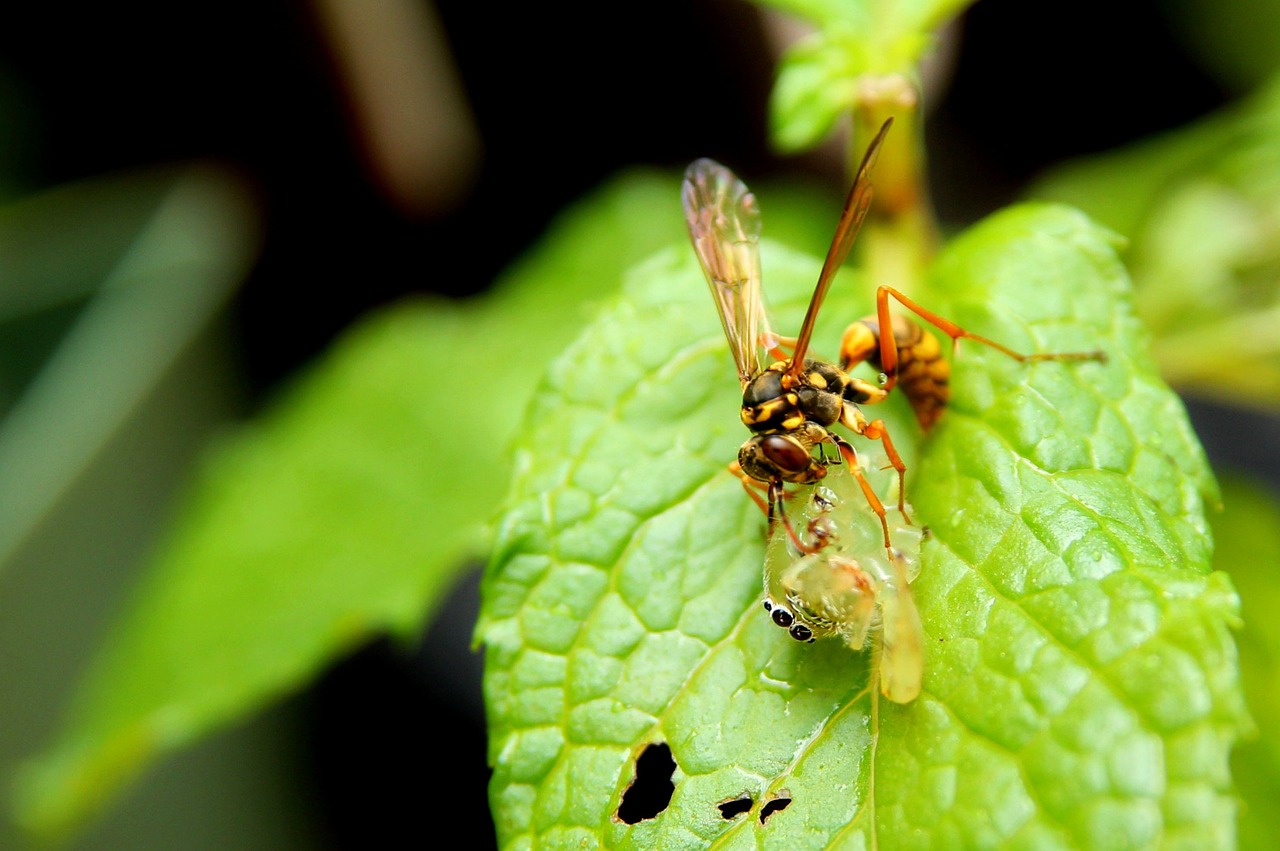 insect bug nature free photo