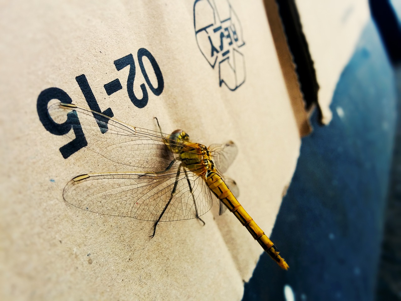 insect dragonfly nature free photo