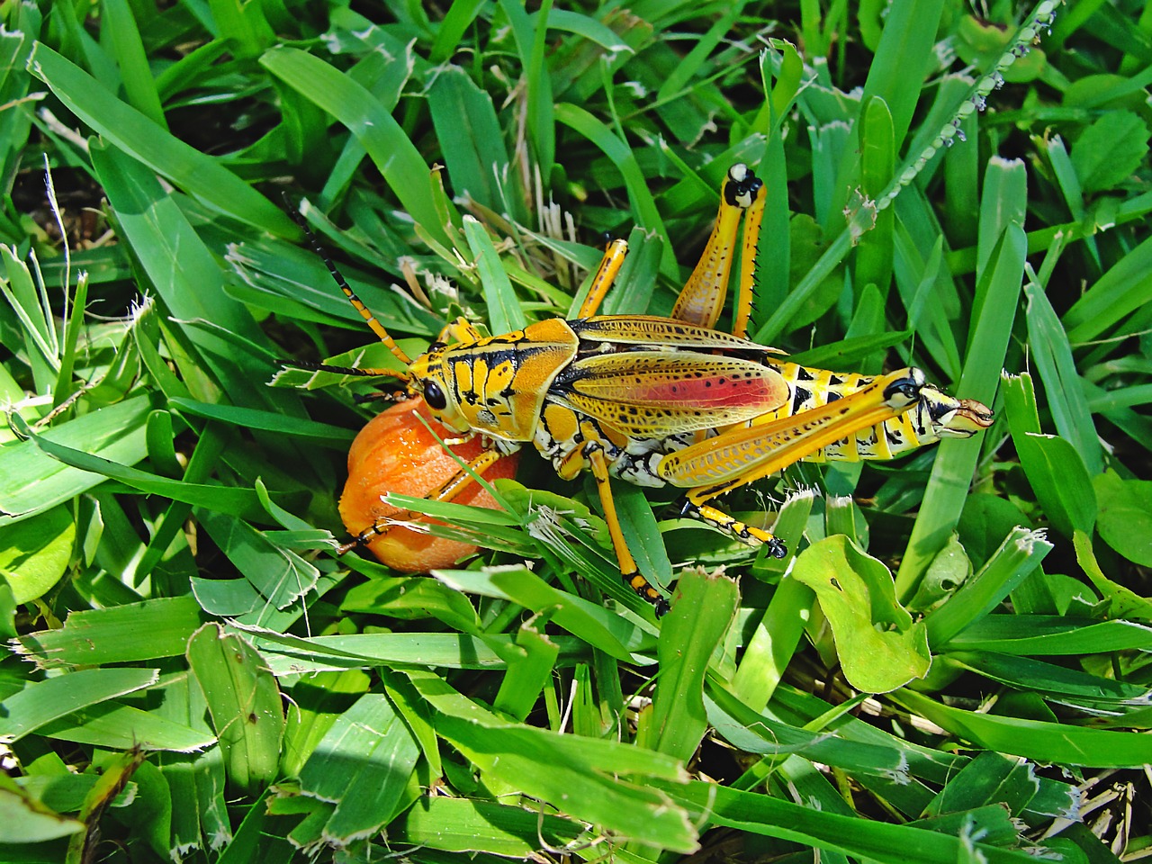 insect lobster animals free photo