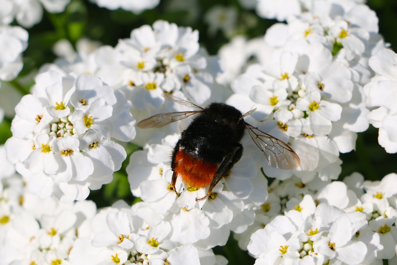 insect hummel wing free photo