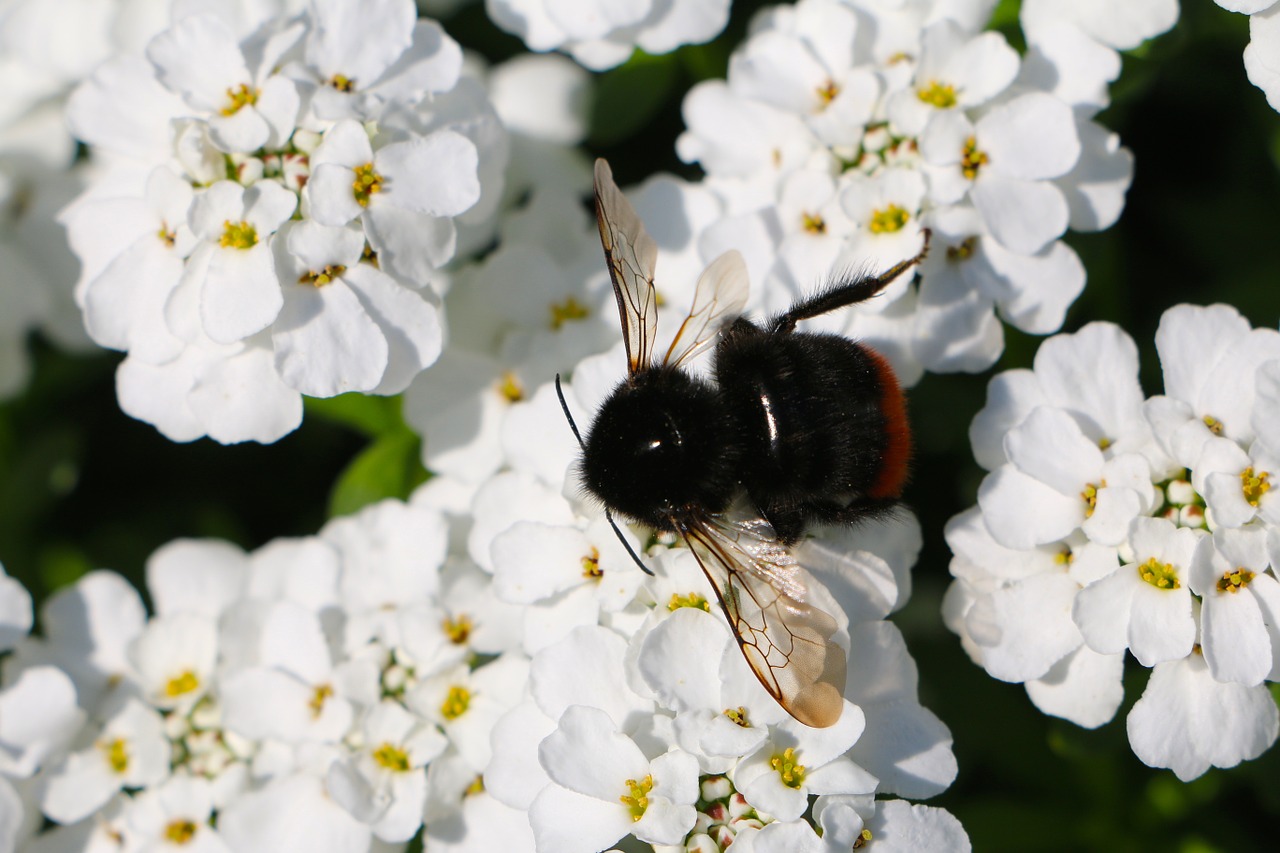 insect hummel wing free photo