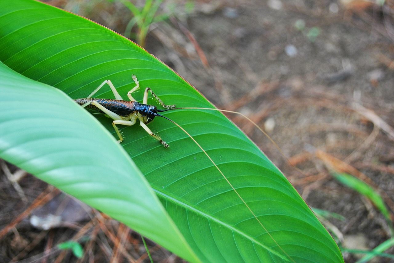 insect grasshopper wild free photo