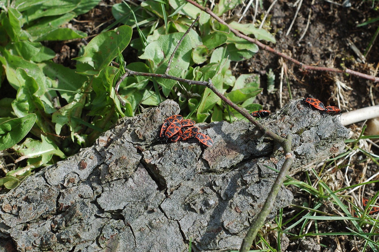 insect spring beetle free photo