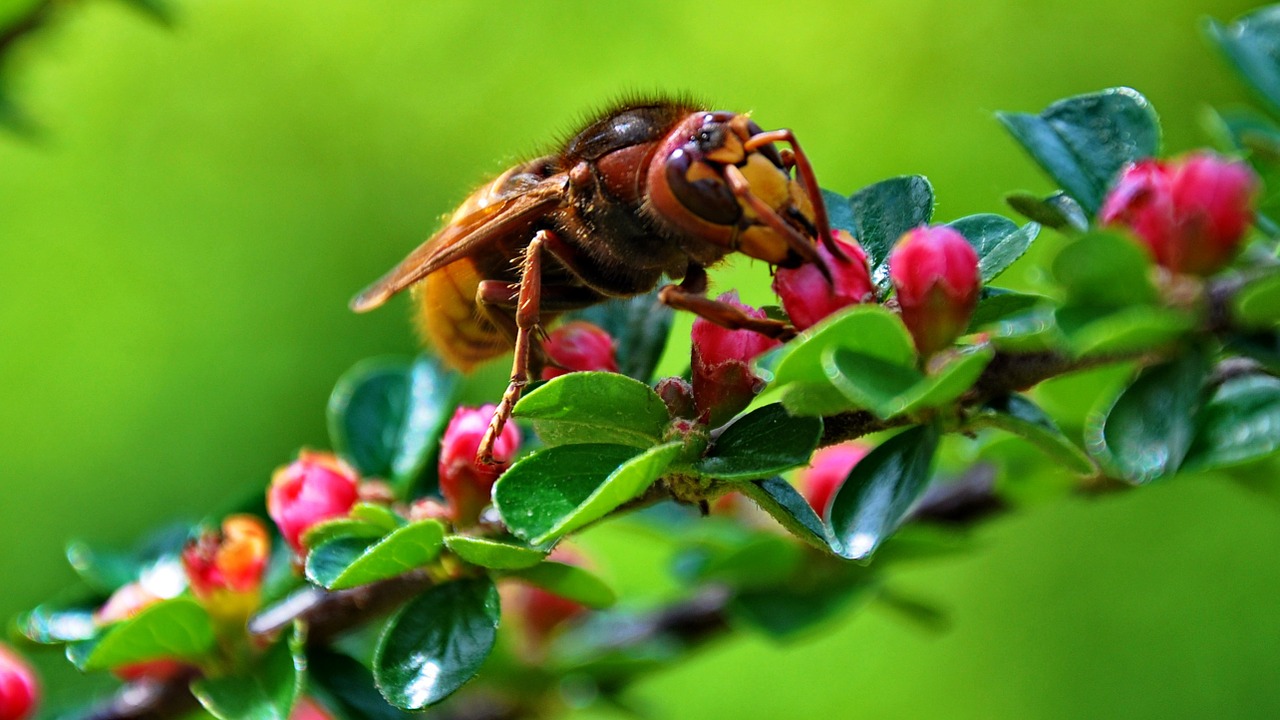 insect european hornet nectar free photo