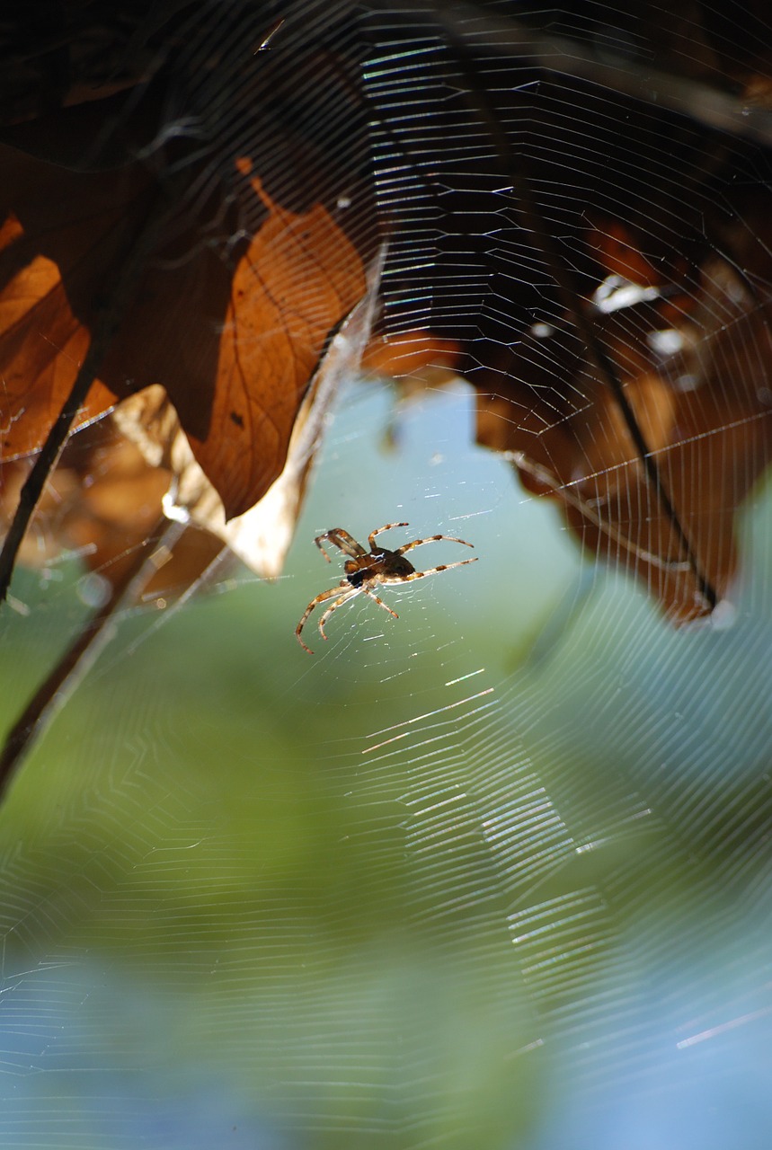 insect spider canvas free photo