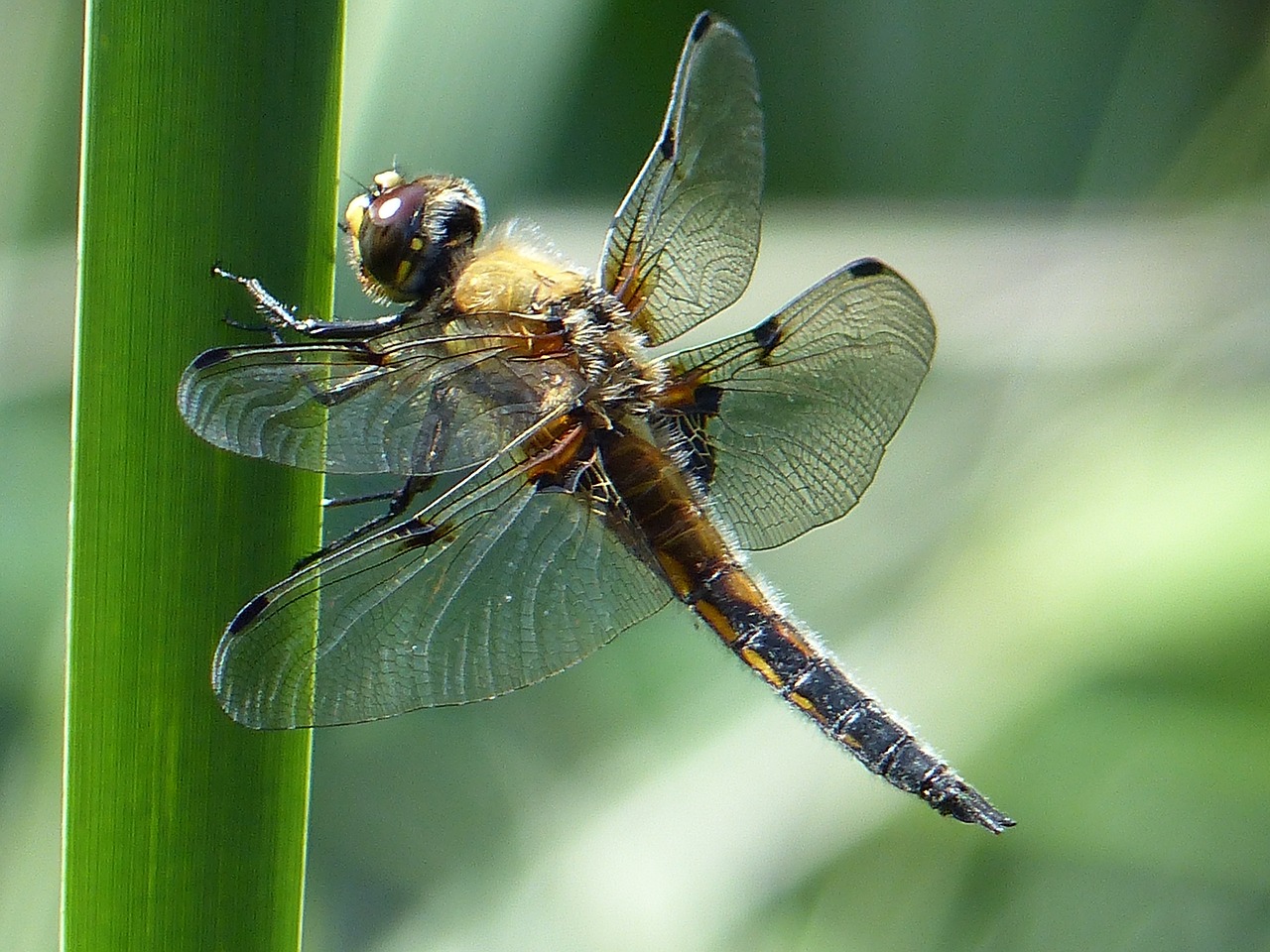 insect dragonfly animal free photo