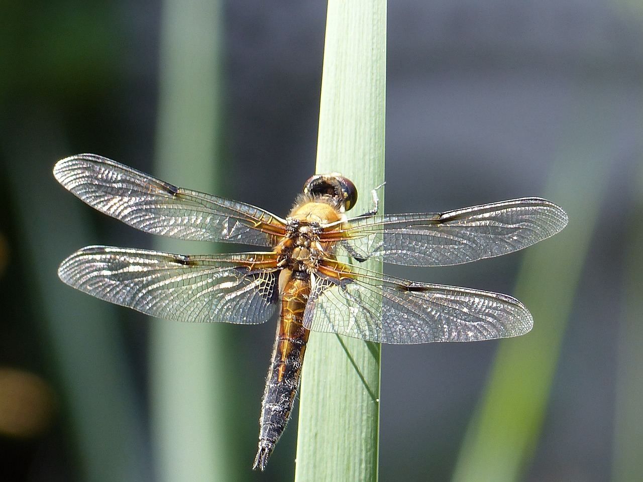 insect flight insect dragonfly free photo