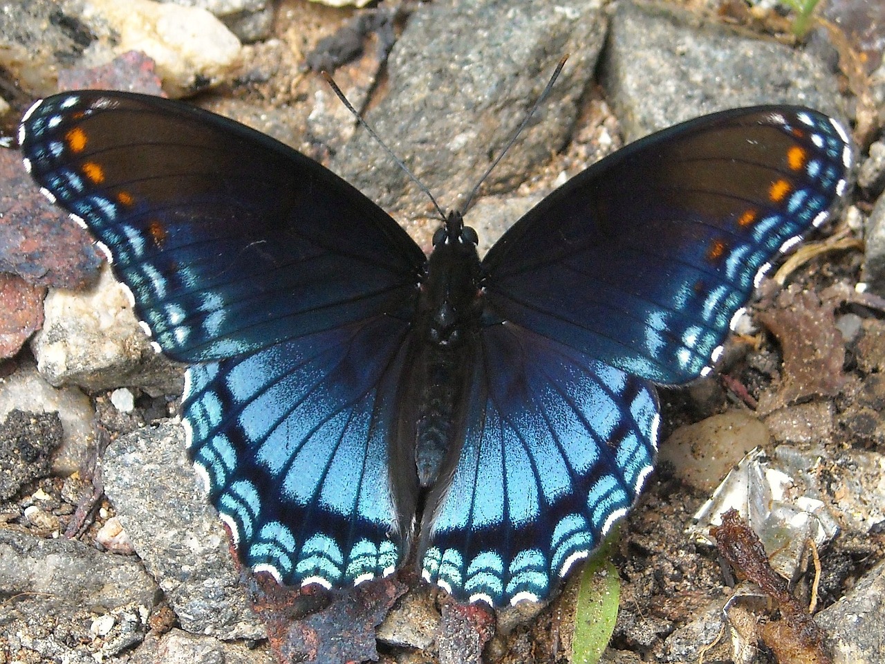 insect butterfly fly free photo