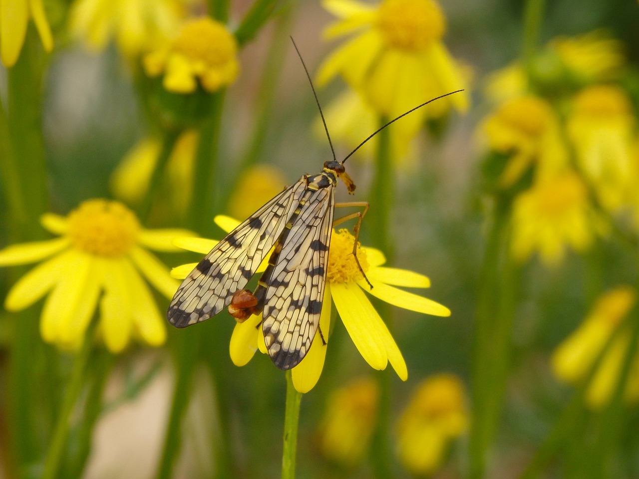 insect fauna scorpionfly free photo