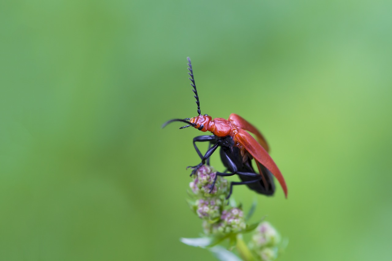 insect green red free photo