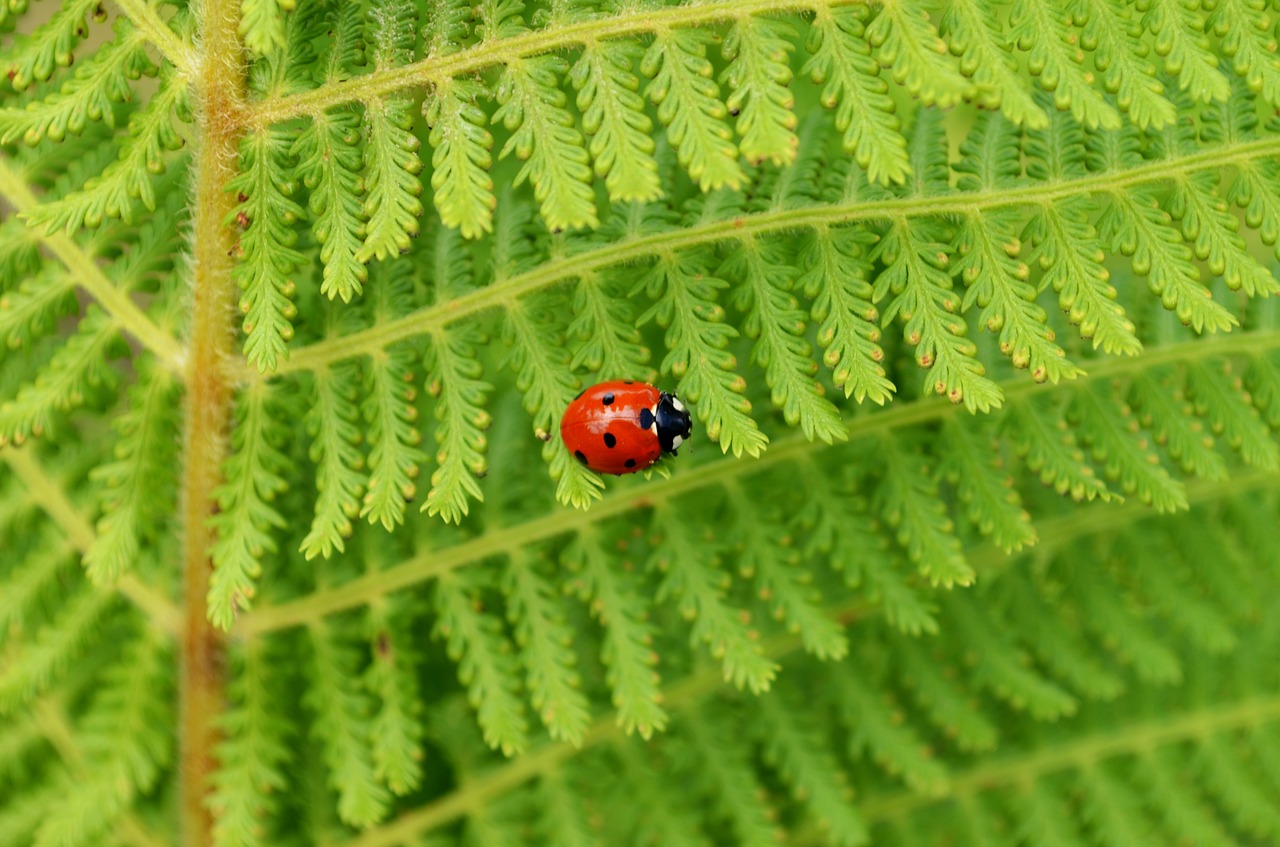 insect ladybug leaf free photo