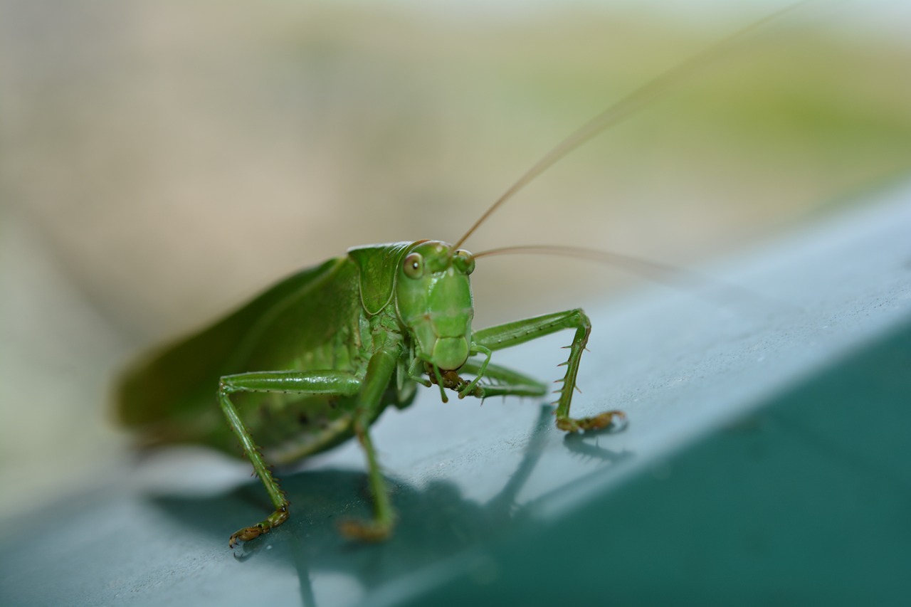 insect grasshopper nature free photo