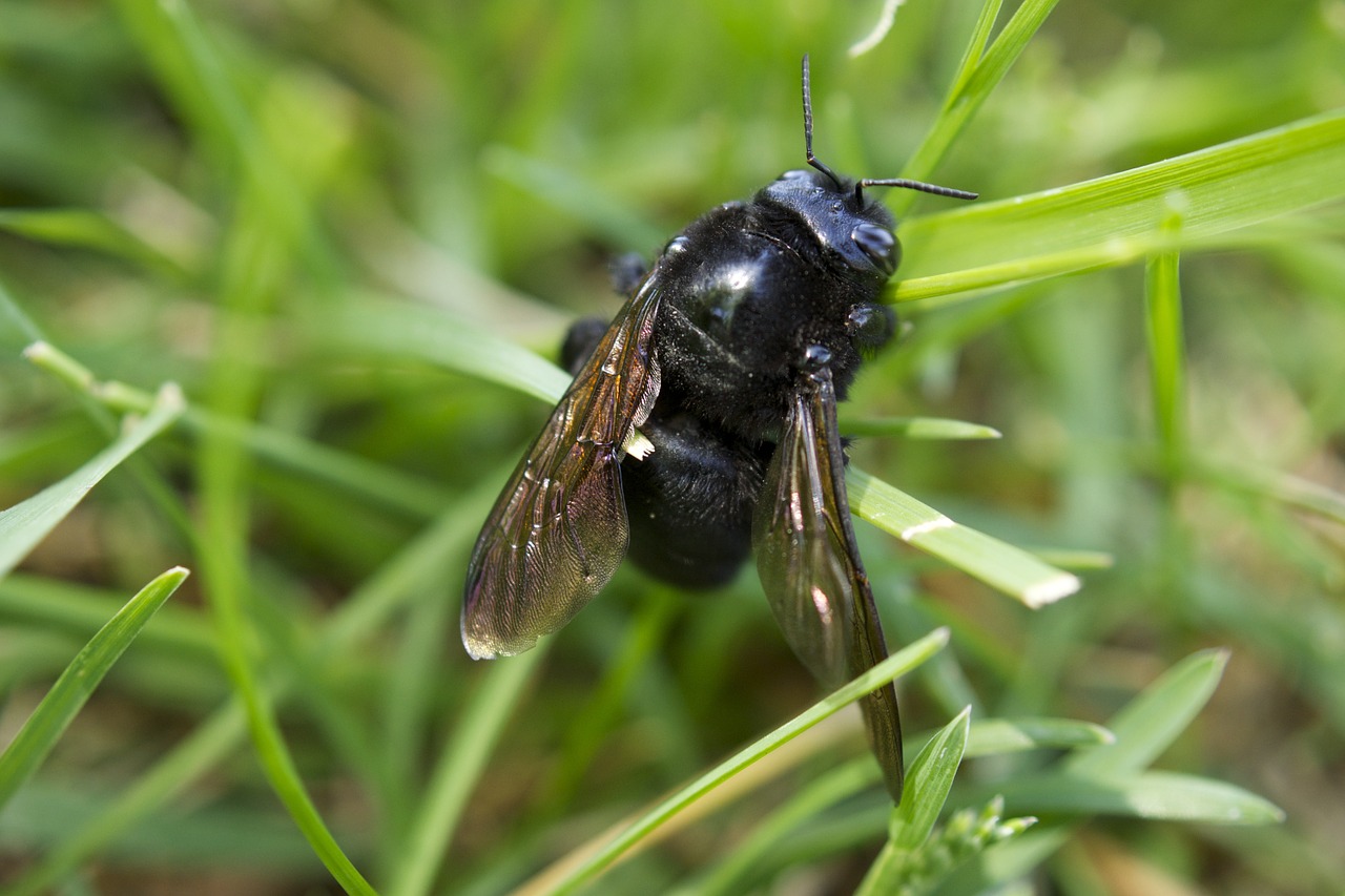 insect macro bee free photo