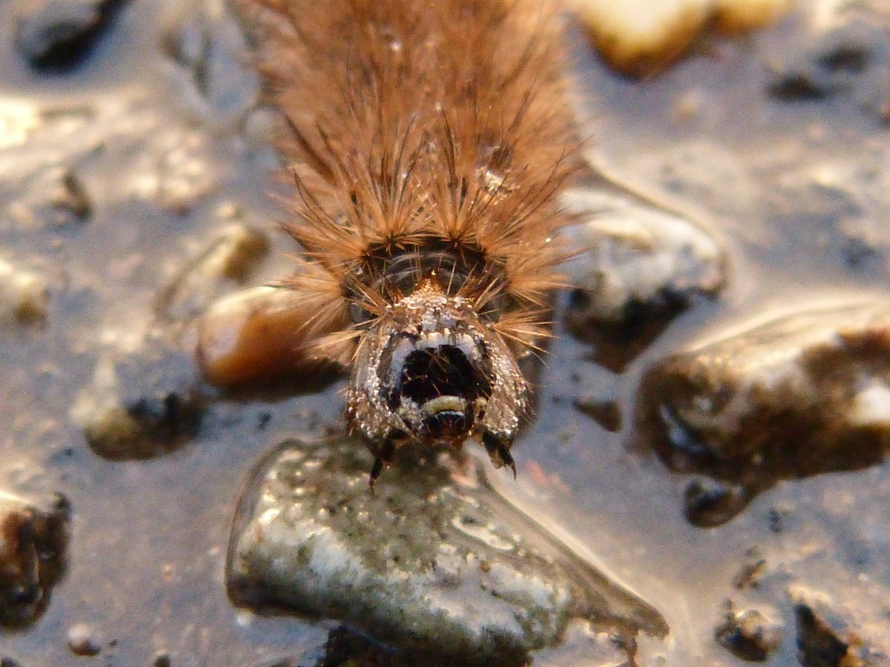 insect caterpillar butterfly free photo