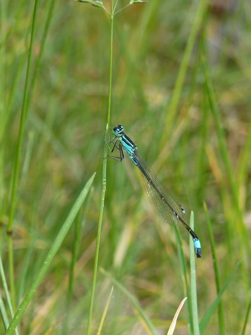 insect nature dragonfly free photo