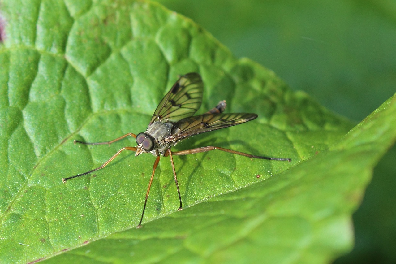 insect close forest free photo