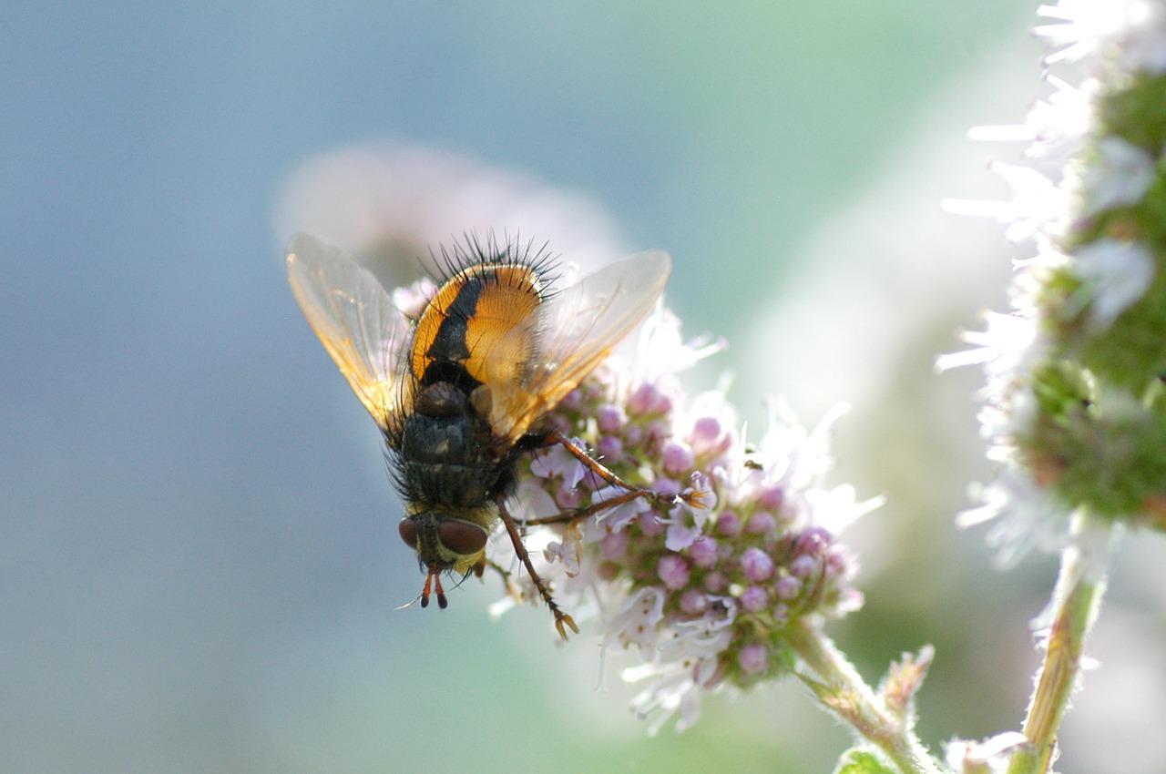 insect garden close free photo