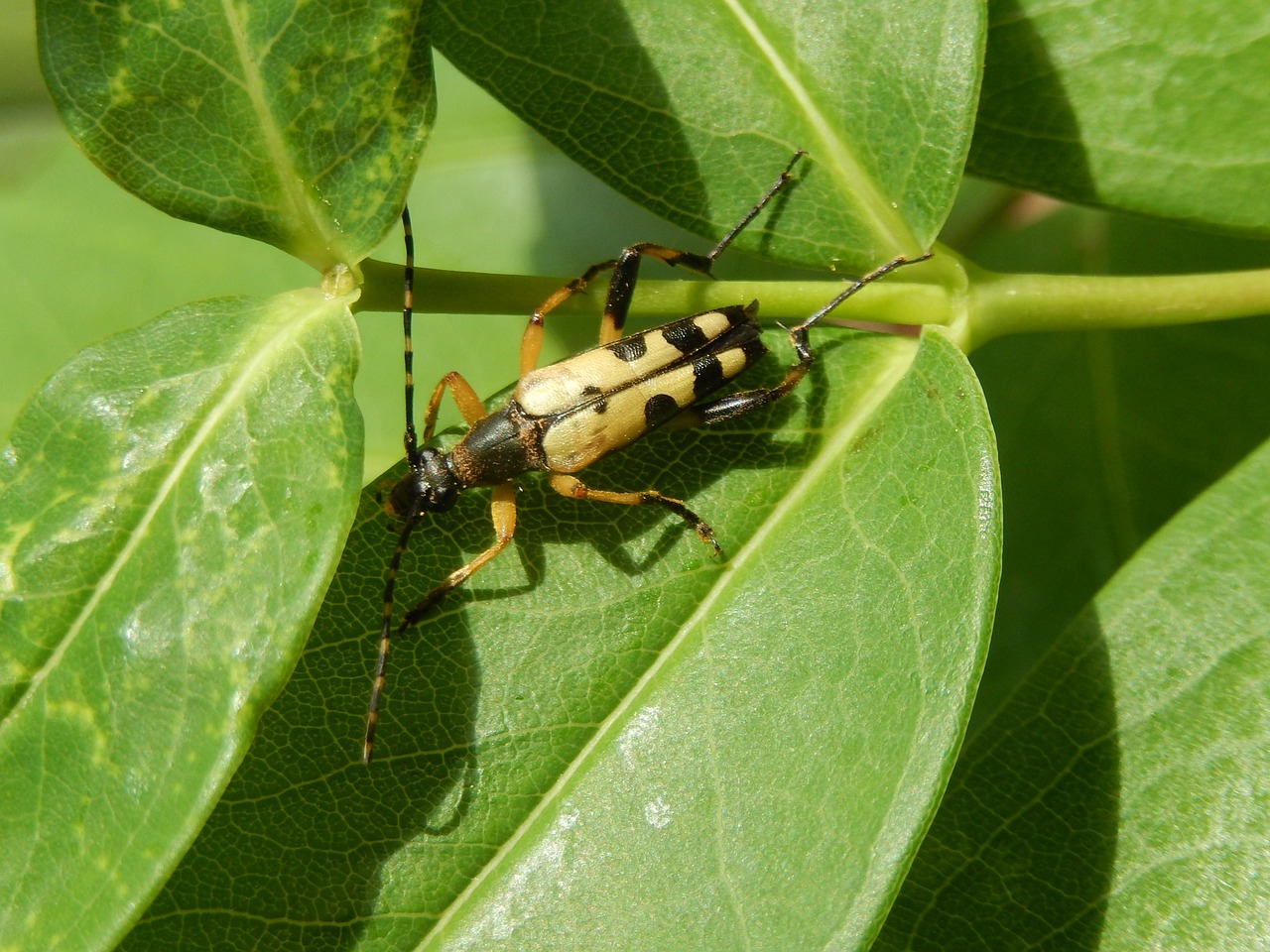 insect macro nature free photo