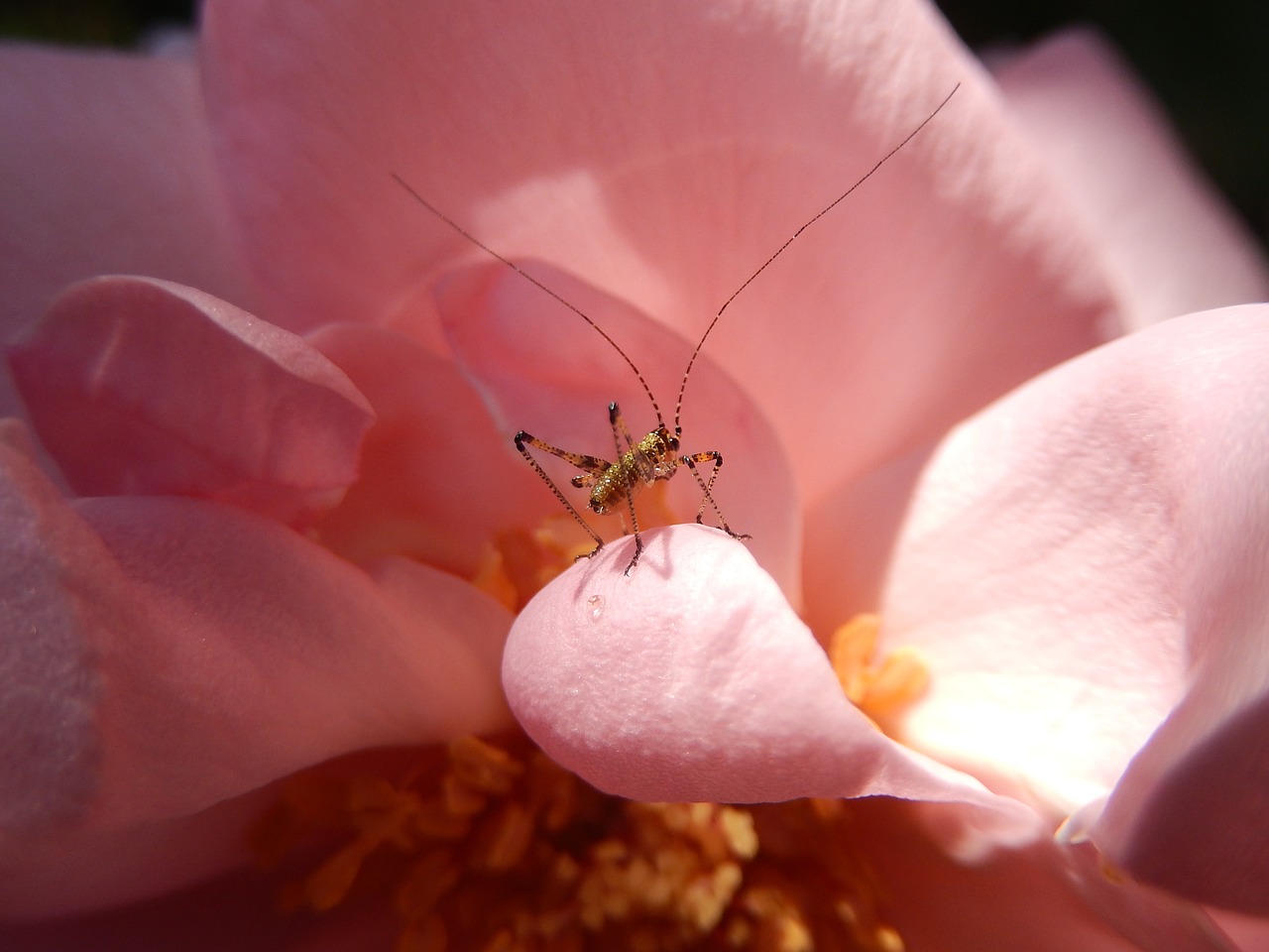 insect macro grasshopper free photo