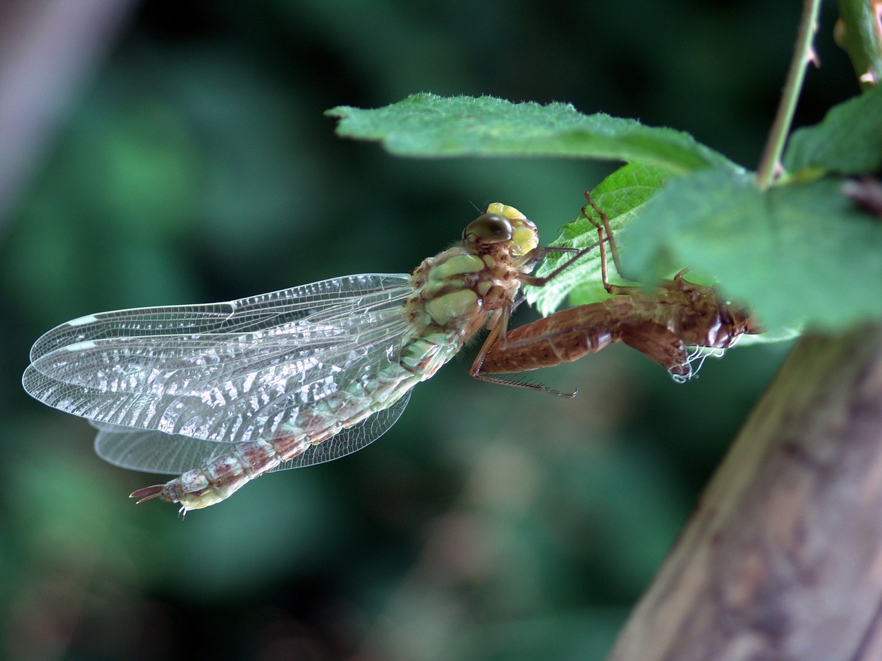 insect dragonfly nature free photo