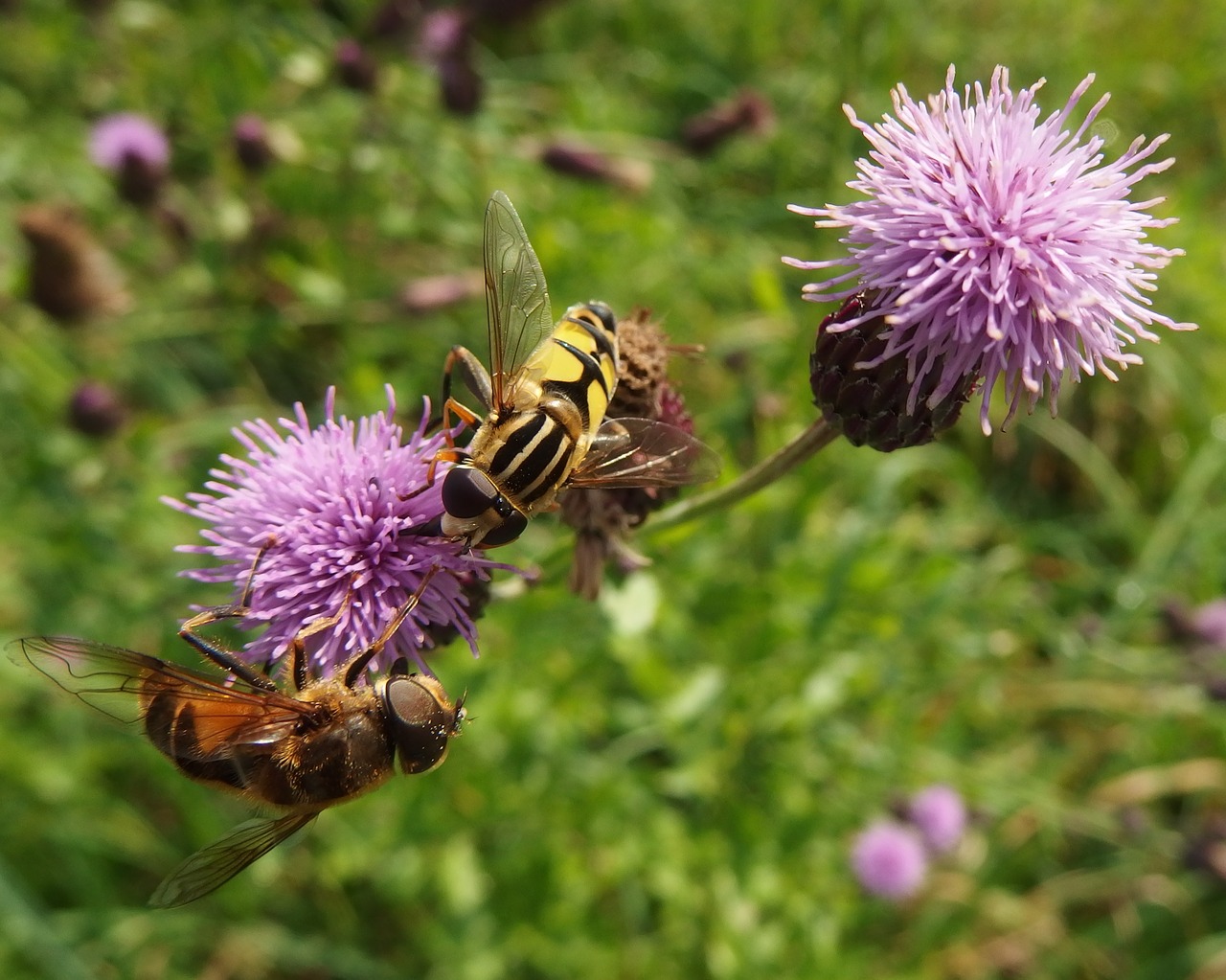 insect purple flowers nature free photo