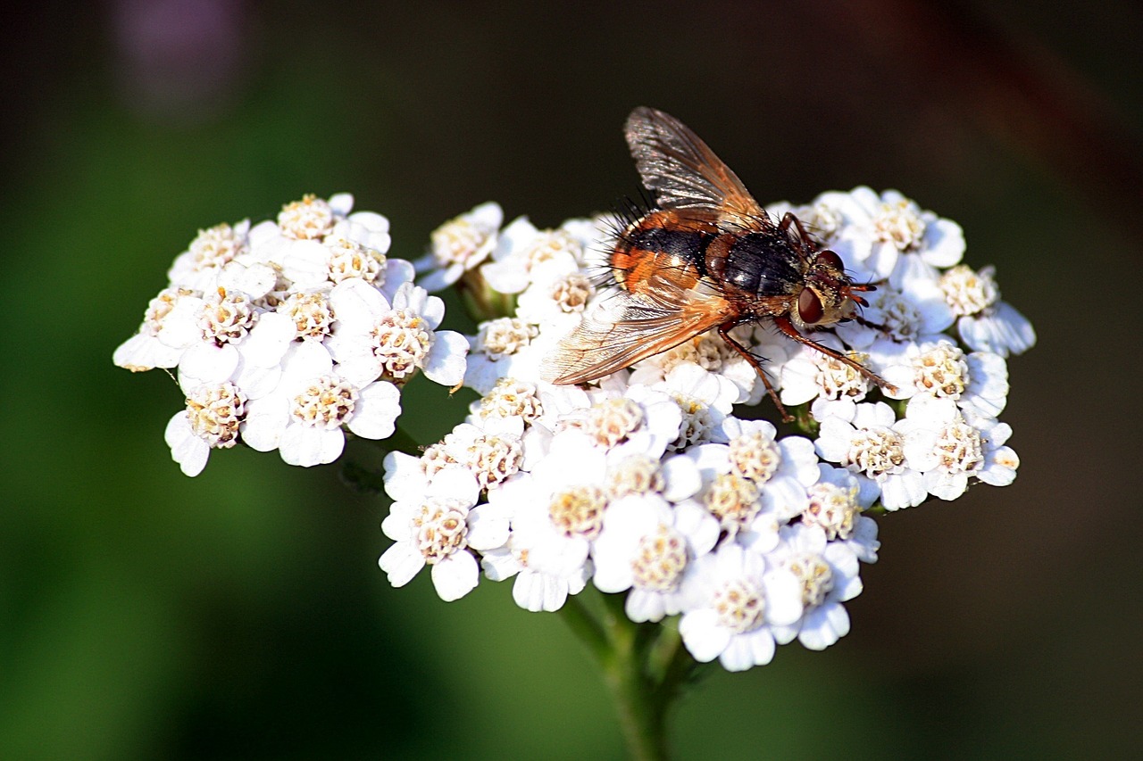 insect hoverfly umbel free photo