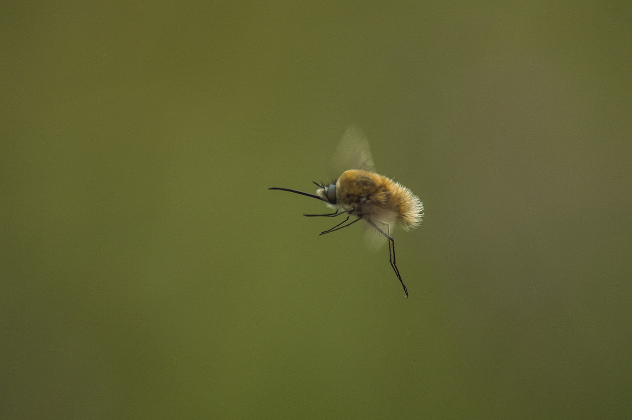 insect flying nature free photo