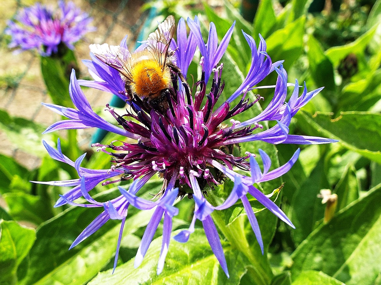 insect cornflower summer free photo