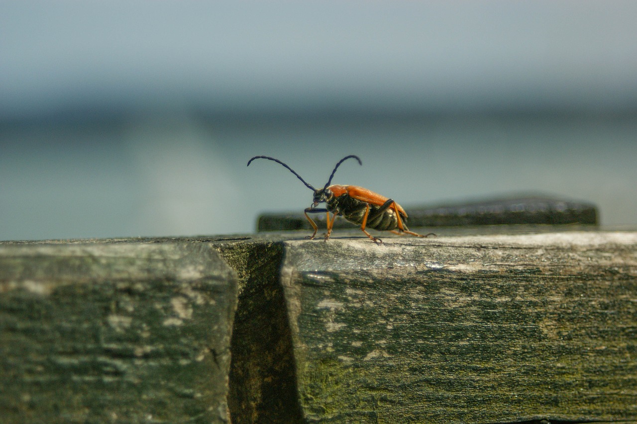 insect nature garden free photo