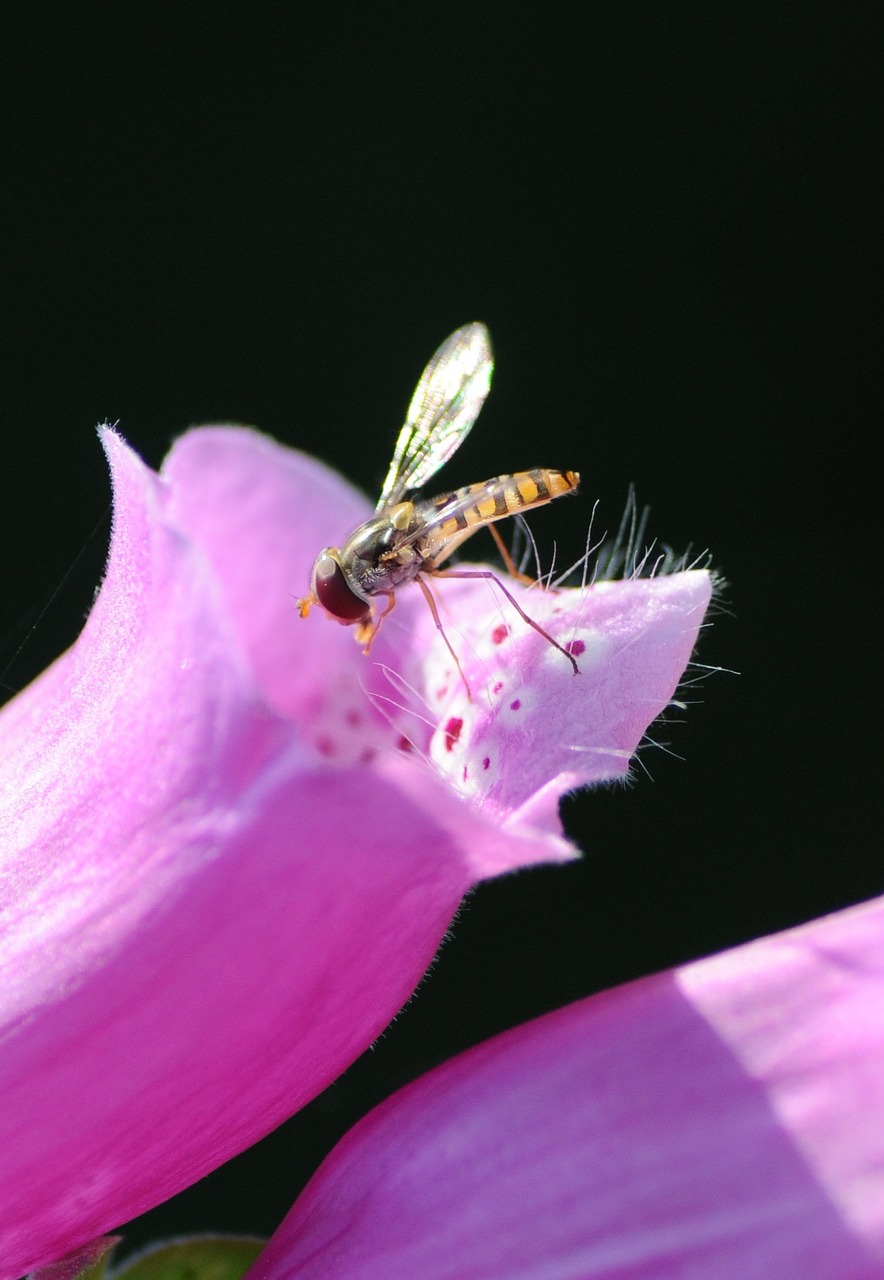 insect blossom bloom free photo