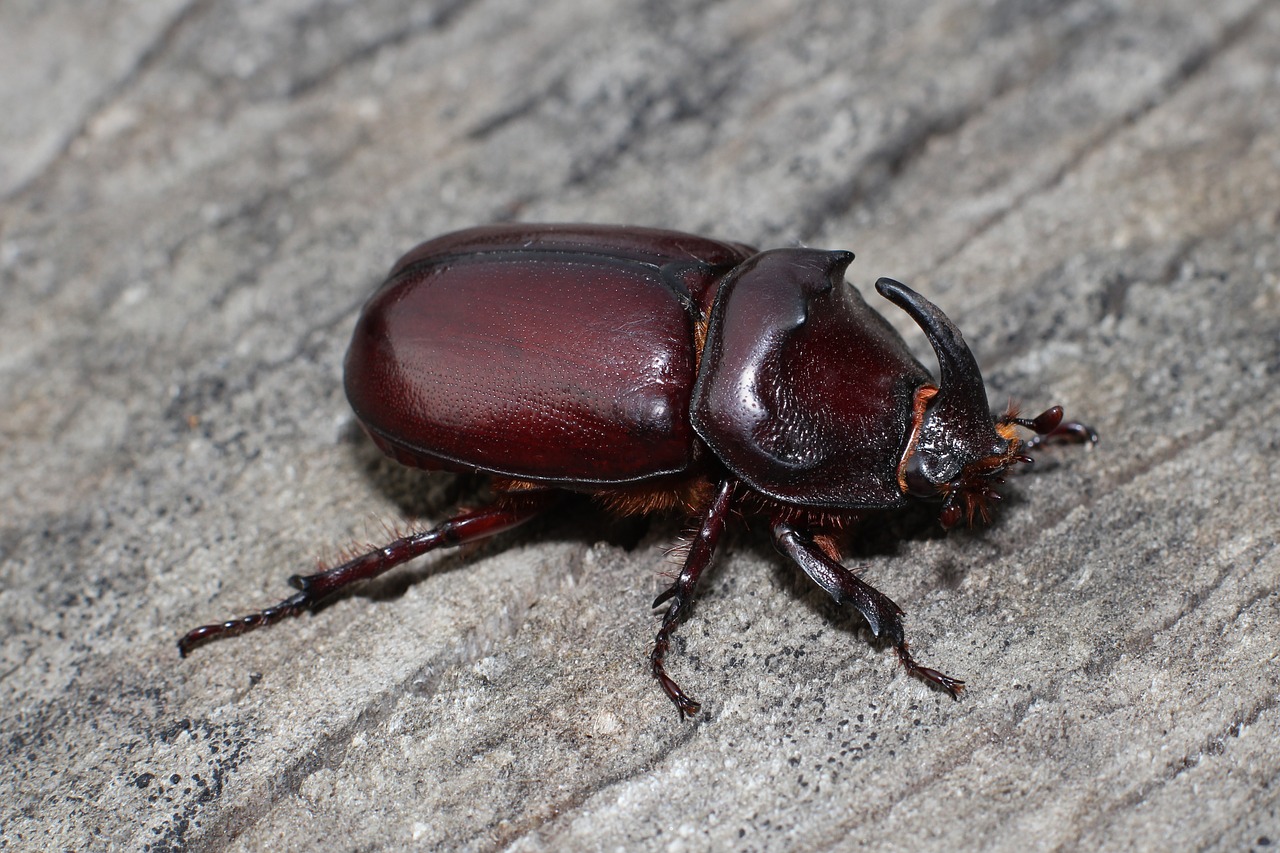 insect european rhinoceros beetle bug free photo