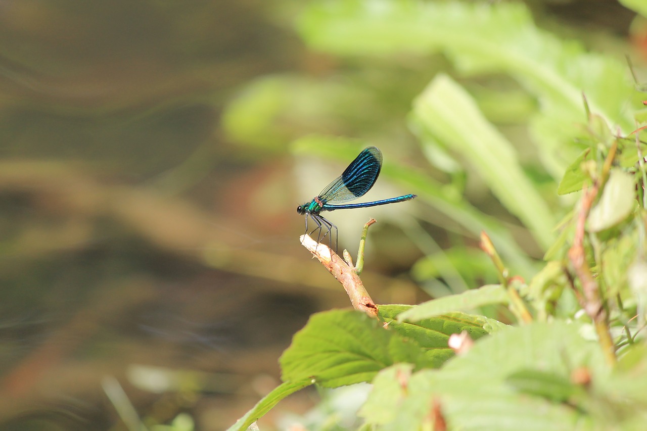 insect dragonfly blue dragonfly free photo