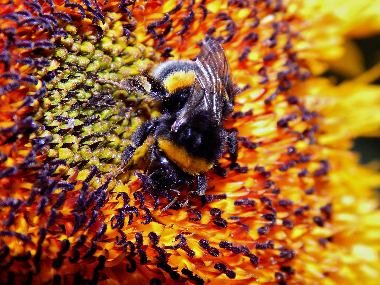 insect bumble-bee flower free photo