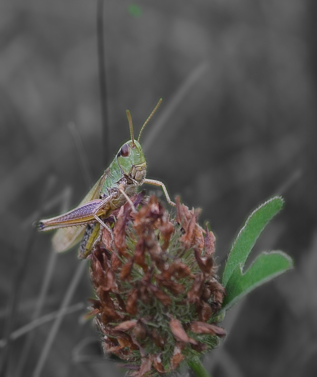 insect grass grasshopper free photo