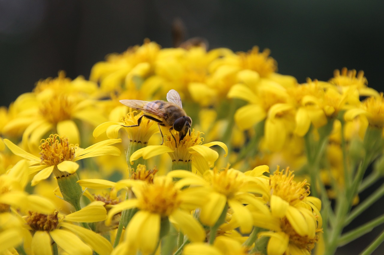 insect blossom bloom free photo