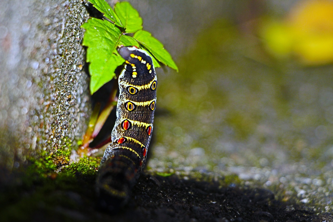 caterpillar insect wall free photo