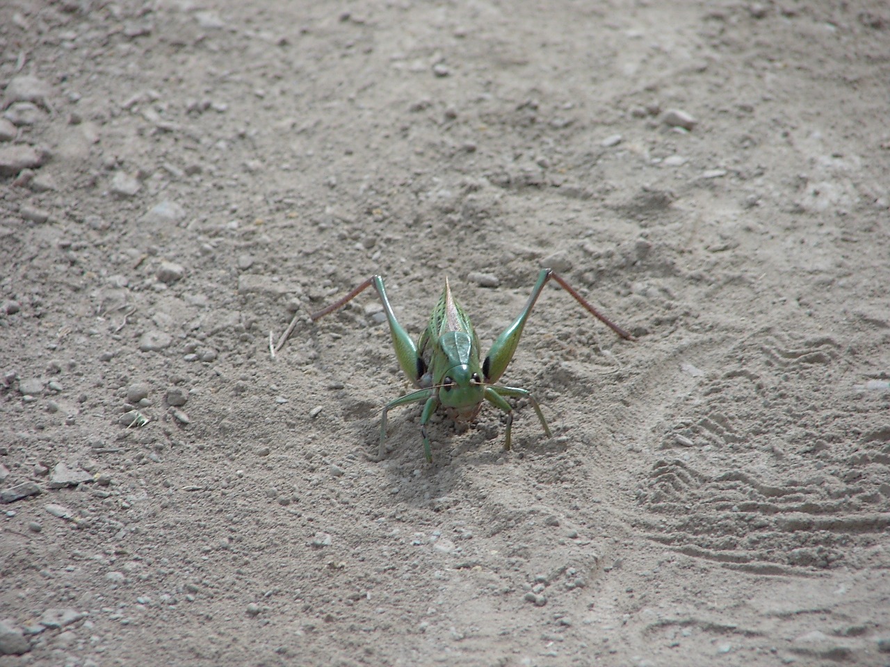 insect bug creeping free photo
