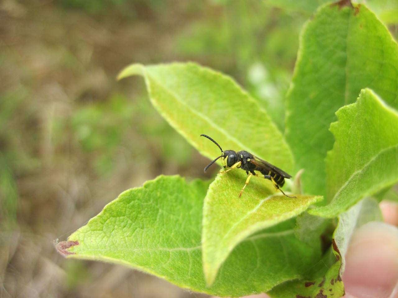 insect leaf hoverfly free photo