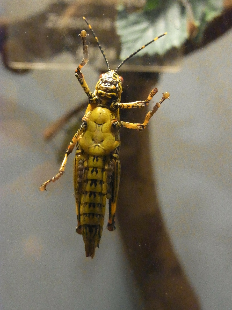 insect grasshopper migratory locust free photo