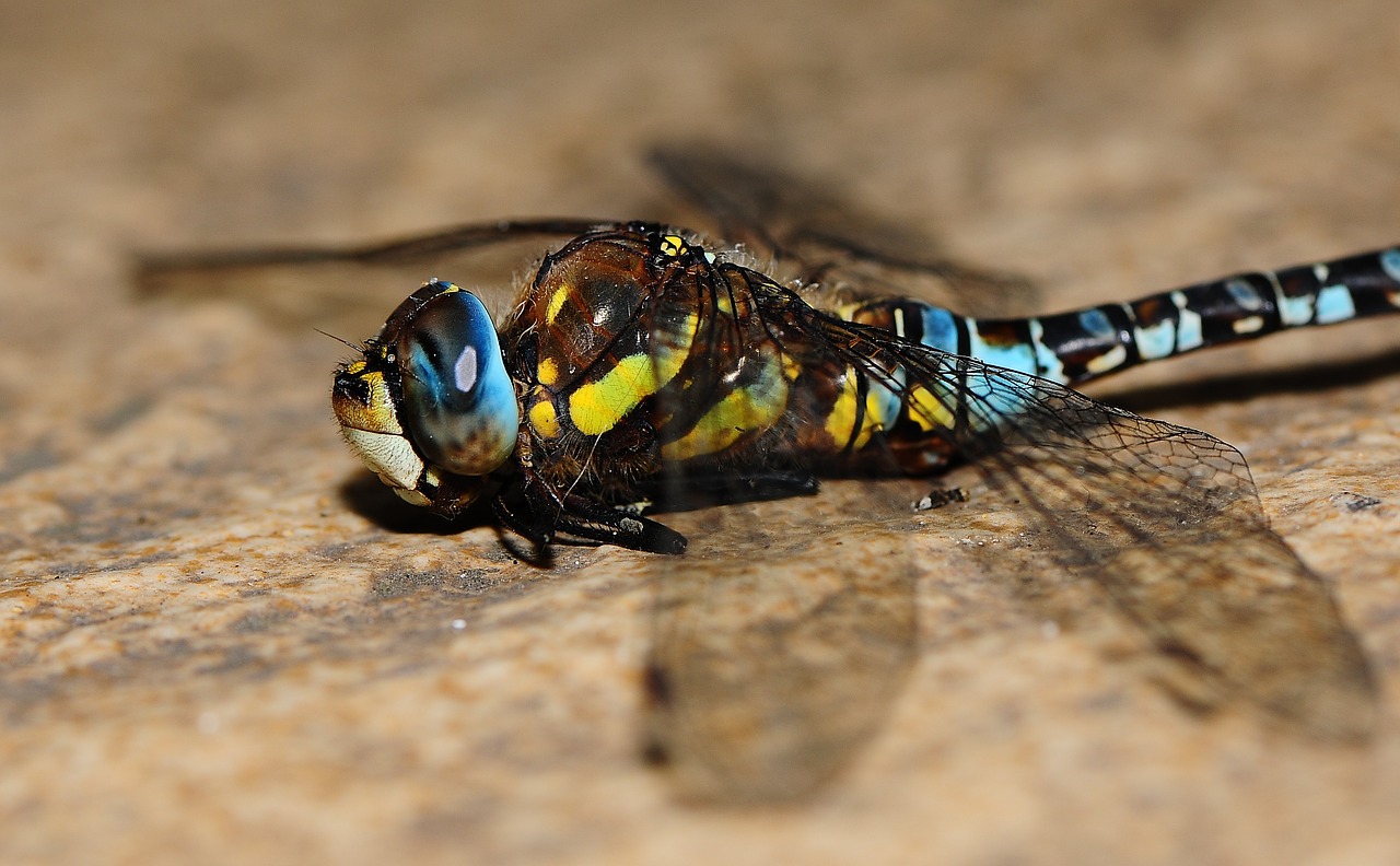 insect dragonfly wing free photo