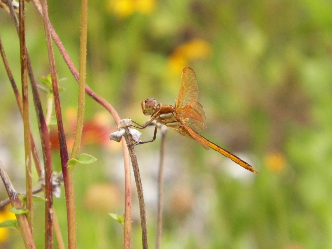 insect dragonfly nature free photo