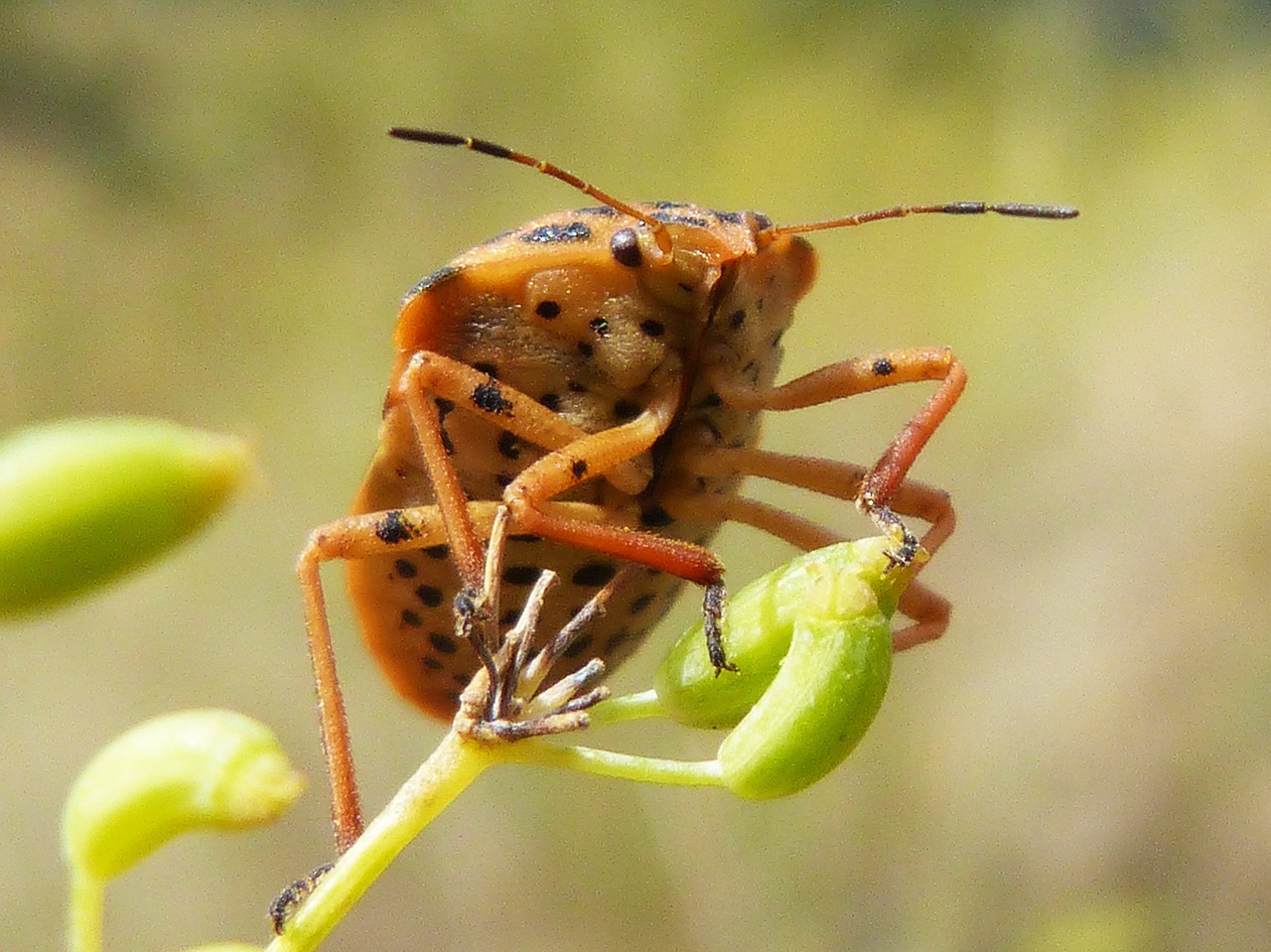 insect beetle seed free photo