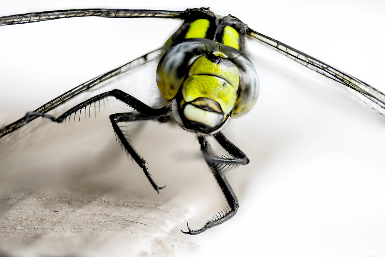 insect dragonfly close free photo