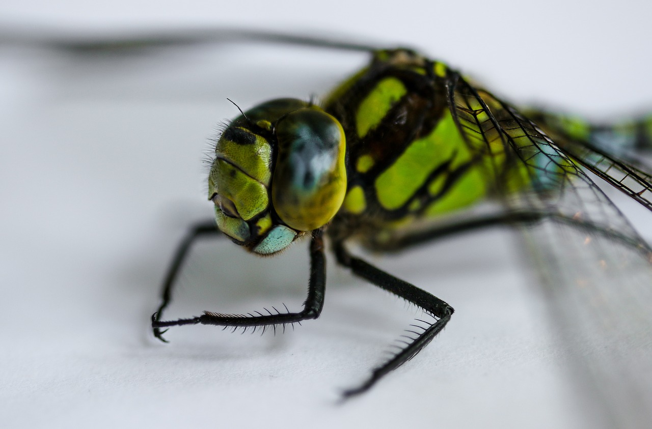 insect dragonfly close free photo